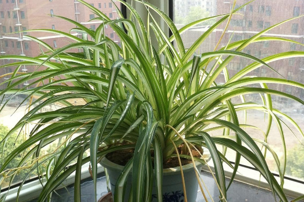 怎么讓吊蘭一顆發(fā)一盆