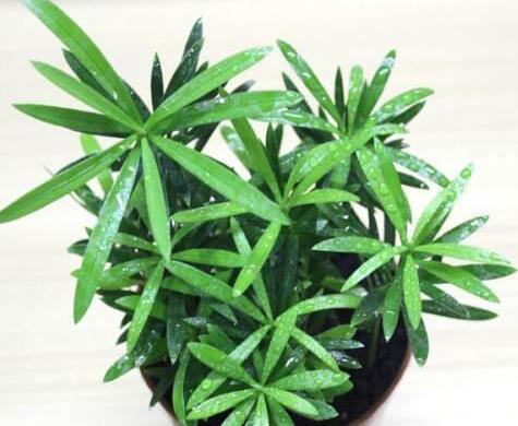 迷你羅漢松的養(yǎng)殖方法，簡單好養(yǎng)的四種方法