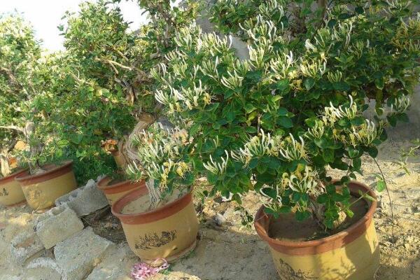 金銀花的種植方法，種子需進(jìn)行催芽處理