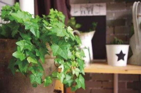 常春藤用淺盆還是深盆，深、淺盆都合適