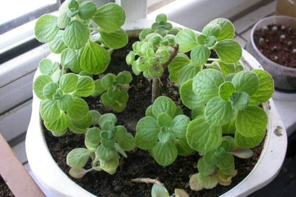 北方怎么養(yǎng)殖碰碰香，必須要做好以下5點(diǎn)