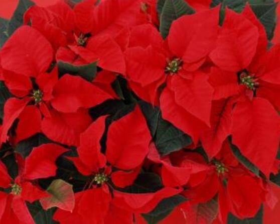 一品紅花語寓意是什么，代表著為你一路降妖除魔