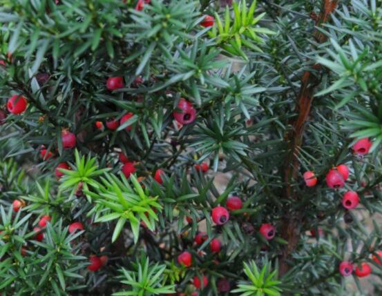 家養(yǎng)紅豆杉有什么好處，延年益壽、身體健康、長(zhǎng)壽幸福