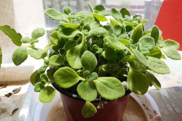 碰碰香會(huì)過(guò)敏嗎，對(duì)一些過(guò)敏體質(zhì)的人會(huì)造成不適