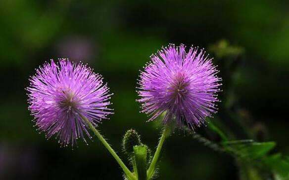 含羞草夏天能播種嗎，不能種/只能在春秋兩季栽種