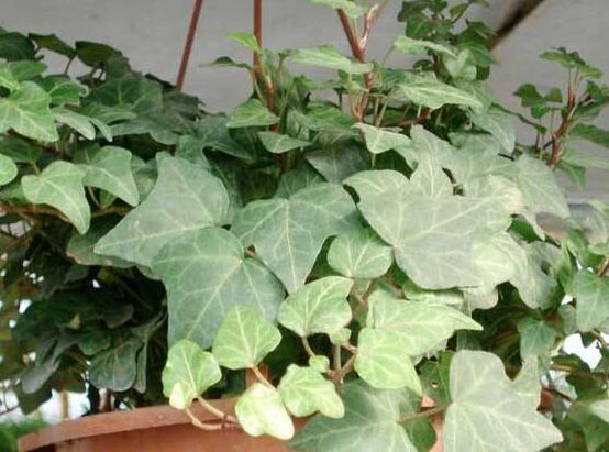 常春藤開花嗎，花期從秋季一直到春季