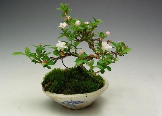 六月雪樹葉發(fā)黑怎么辦，找清原因及時救治（三種原因及解決方法）