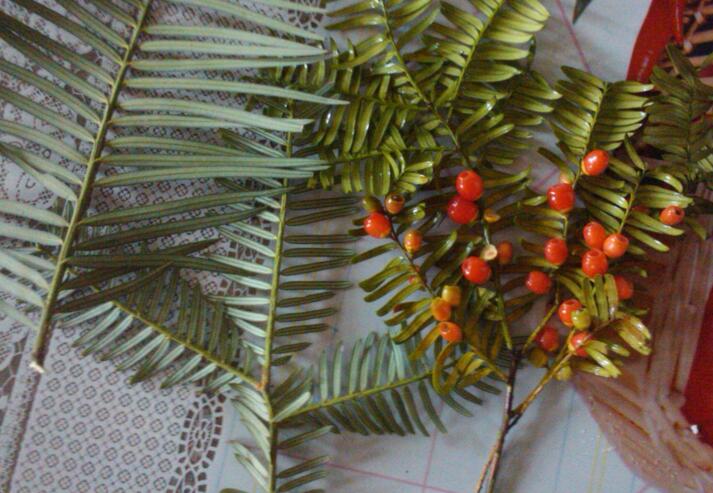 紅豆杉泡水喝有什么作用，不光抗癌還利尿消腫