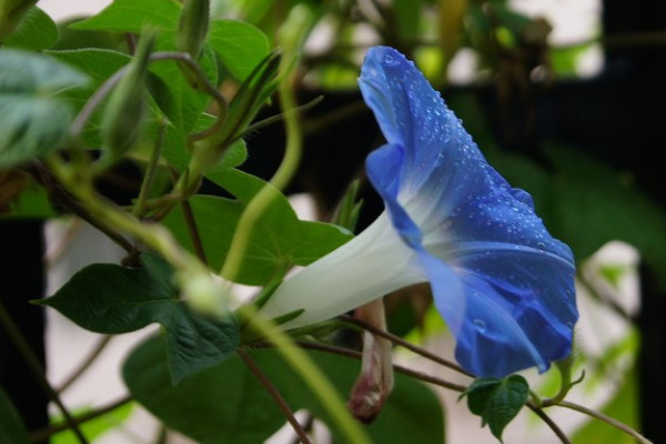 怎樣讓牽?；ū? src="/nongchan/d/file/20201223/b1ldddwu2uh.jpg" / data-5dt0="8AkgyL"></p>
<p data-eGR5="JC7ecu">
	牽牛花是一種喜陽的植物，它的生長需要充足的光線照射，所以想要讓它爆盆的話，日常就需要將其養(yǎng)護在采光好的環(huán)境中，這樣它才能充分的進行光合作用，但是注意夏季要適當(dāng)為其遮陰，避免它被強光暴曬。</p>
<p data-DtXf="KNBM4L">
	<strong data-0Xt6="b5HOUB">3、充足養(yǎng)分</strong></p>
<p data-uIHX="SD2AIq">
	牽?；ǖ纳L需要充足的養(yǎng)分，因此想要讓它爆盆的話，那么在它生長期的時候，就需要勤施薄肥，一般每隔2-3周為其施加一次稀薄的腐熟肥水最好，孕蕾期還要噴施1-2次0.2%磷酸二氯鉀水溶液，注意不能為其施加生肥或者濃肥。</p>
<p data-DnvK="t2DkIQ">
	<strong data-1Dg9="T88JXC">4、定期修剪</strong></p>
<p data-PVXh="4d7cA9">
	<img alt=