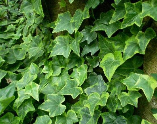 常春藤的水培方法，四個步驟讓你的常春藤郁郁蔥蔥