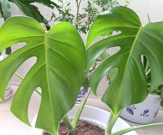 小龜背竹有毒嗎，毒性較輕/避免接觸汁液即可