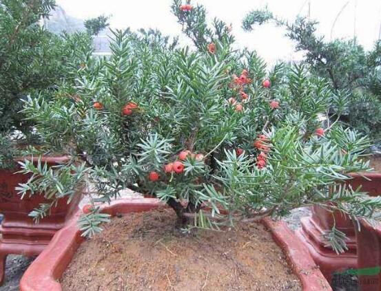 紅豆杉可以水培嗎，紅豆杉水培方法