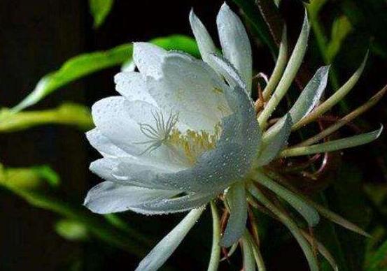 曇花多長(zhǎng)時(shí)間澆水，只需要保證盆土微濕潤(rùn)環(huán)境即可