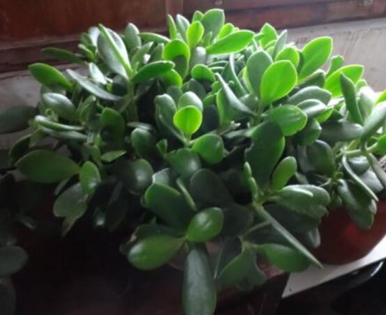 盆栽燕子掌的養(yǎng)殖方法，教你八大基本方法可生長(zhǎng)的青翠碧綠