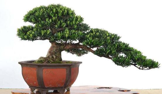 盆栽羅漢松怎么養(yǎng)，盆栽羅漢松養(yǎng)殖方法