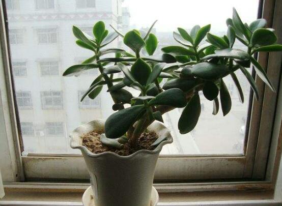 玉樹花幾年開花，掌握五大要點(diǎn)可年年開花