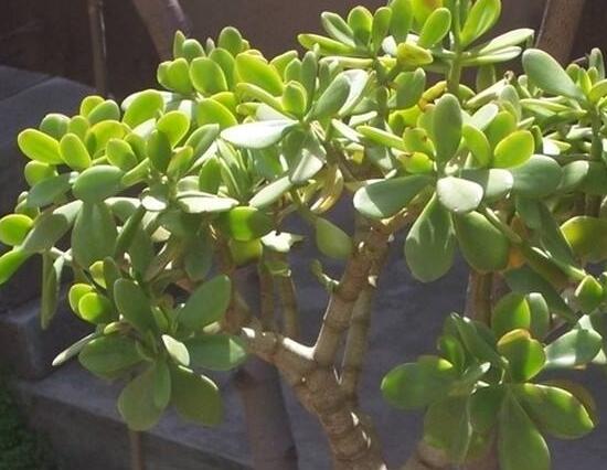 玉樹葉子為什么會發(fā)黃，玉樹葉子發(fā)黃怎么辦