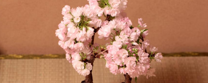 家里可以養(yǎng)桃花嗎