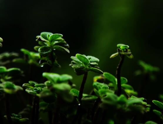 碰碰香木質(zhì)化怎么辦，只需要立馬重新進(jìn)行扦插繁殖