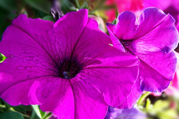 牽?；ǚN子怎么水培