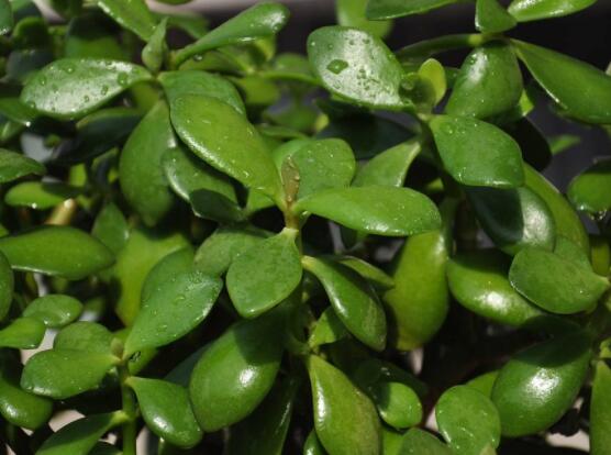 玉樹如何施肥，做到薄肥勤施原則(春夏秋冬)