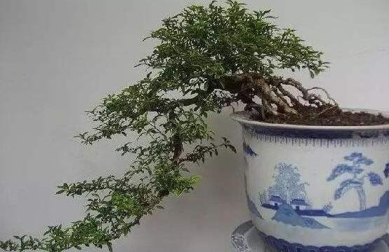 提根六月雪怎么養(yǎng)好，教你六個步驟造型更加美觀