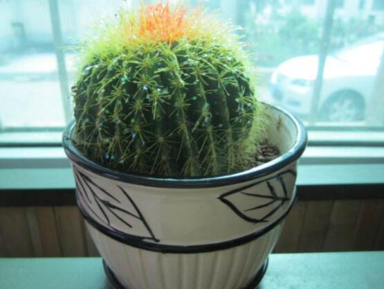 仙人球用什么土養(yǎng)好，兩份壤土兩份腐葉土三份粗沙進(jìn)行配置