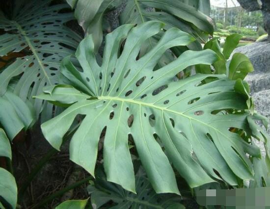 龜背竹用高盆還是矮盆，建議以高盆養(yǎng)殖最佳(紫砂盆)