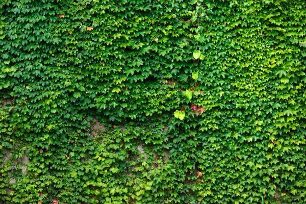 常青藤的養(yǎng)殖方法，養(yǎng)殖常春藤的五個(gè)技巧