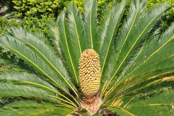 蘇鐵有哪些品種，常見蘇鐵品種介紹
