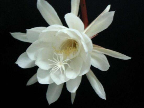 新鮮曇花怎么吃，泡茶喝最為簡單食用(價值高)