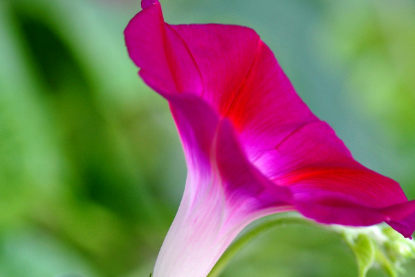 牽?；槭裁床荒軡埠芏嗨? src="/nongchan/d/file/20201223/x4xgwq23qzv.jpg" / data-4gMX="9l03SN"></p>
<p data-uqFm="vvAQh6">
	牽?；ú荒軡埠芏嗨脑蚴?，如果澆水過多的話，土壤內(nèi)就會產(chǎn)生積水，這樣牽牛花就會出現(xiàn)爛根的現(xiàn)象，而牽?；ǖ纳L需要通過根系來吸收養(yǎng)分和水分，它爛根后就無法吸收水分和養(yǎng)分，最終牽牛花就會枯萎死亡。</p>
<p data-bIJH="Vy4b7E">
	<strong data-UejB="D4m2ih">2、澆水方法</strong></p>
<p data-ftc8="BzbTnI">
	<img alt=