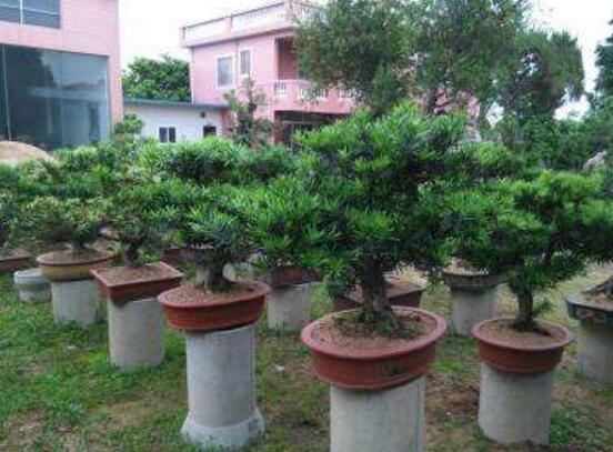 羅漢松的繁殖方法，羅漢松五大繁殖方法