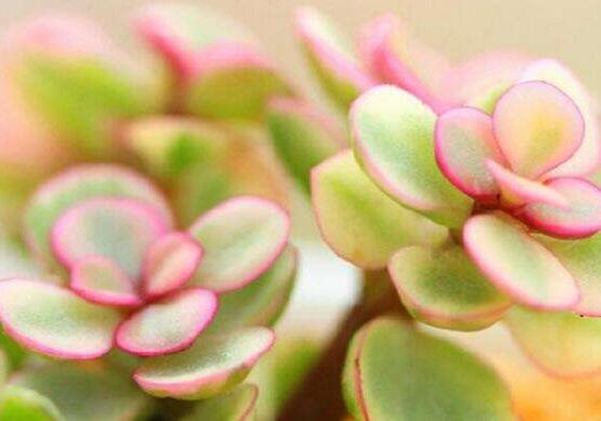 雅樂之舞如何變粉，五個小妙招教你變得粉紅