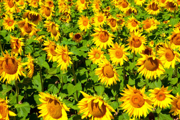 向日葵可以曬太陽嗎