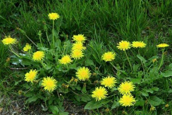 種植蒲公英注意事項，種后養(yǎng)護(hù)非常關(guān)鍵