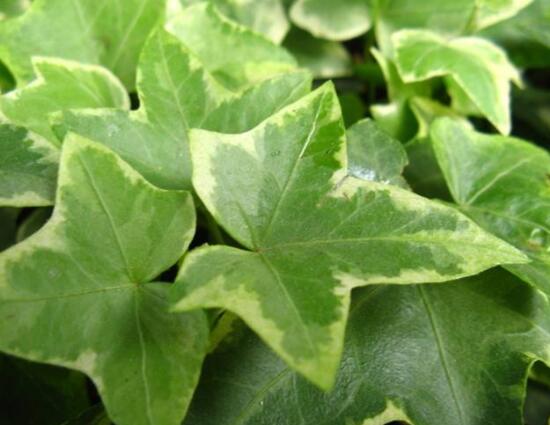 常青藤哪個(gè)品種最好，每個(gè)品種富有獨(dú)具一格(無(wú)好壞之分)