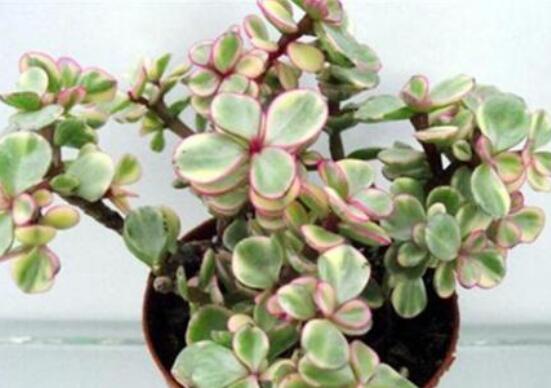 雅樂之舞如何變粉，五個小妙招教你變得粉紅