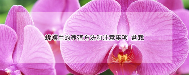 蝴蝶蘭的養(yǎng)殖方法和注意事項 盆栽