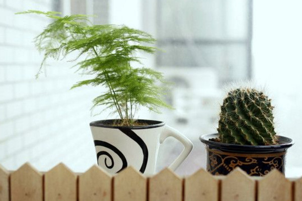 文竹黃了怎么辦，適當遮陰并控制肥水