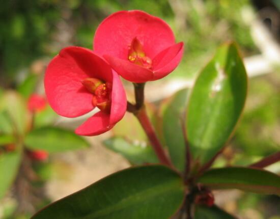 虎刺梅扦插方法，教你五個(gè)步驟扦插爆盆