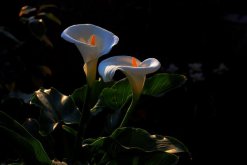 馬蹄蓮種植方法和時(shí)間，秋季播種最為適宜