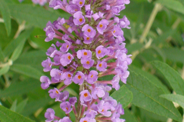 風(fēng)信子什么時(shí)候開(kāi)花