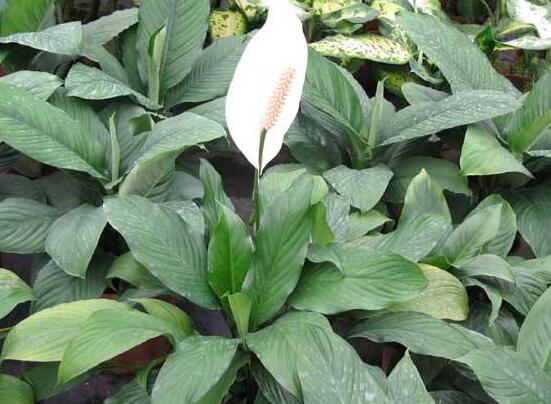 一帆風(fēng)順蔫了怎么補救，四種原因以及補救辦法