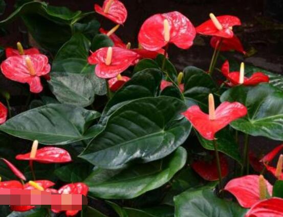 紅掌的作用有哪些，凈化空氣、陶冶情操、五行轉(zhuǎn)化