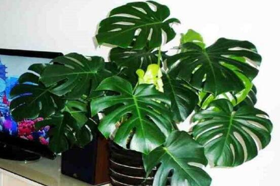 龜背竹吸甲醛嗎，能吸/可除去室內(nèi)90%甲醛