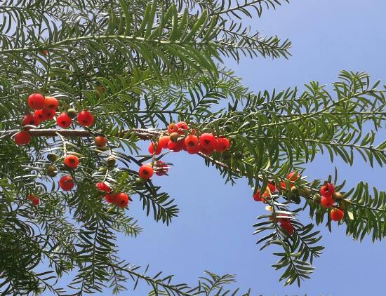 紅豆杉的養(yǎng)殖方法和注意事項，七大基本方法養(yǎng)殖郁郁蔥蔥