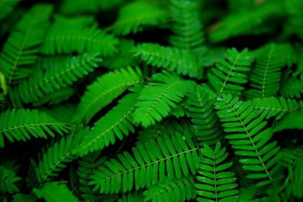 如何種含羞草種子，詳解含羞草播種繁殖