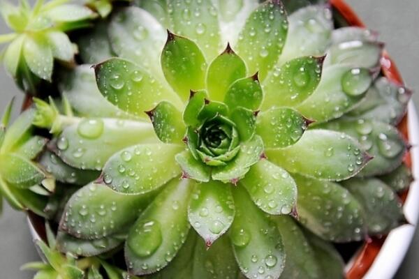 寶石花和觀音蓮的區(qū)別，詳細(xì)介紹葉子和花朵的不同