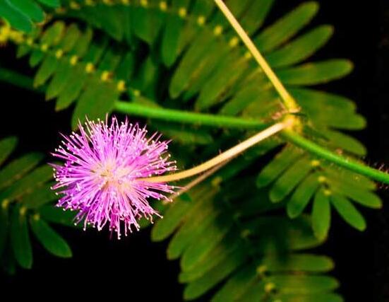 養(yǎng)含羞草對(duì)人體有害嗎，含有輕微的毒性/無(wú)害(放心養(yǎng)殖)